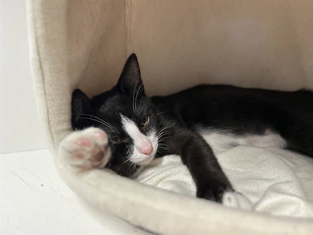 Unknown - Domestic Short Hair