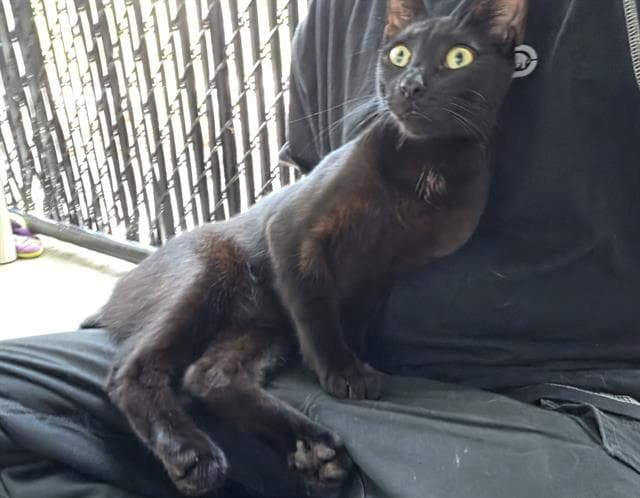 Unknown - Domestic Short Hair