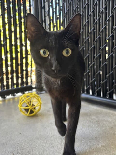 Unknown - Domestic Short Hair