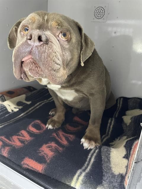 Richie - Bulldog