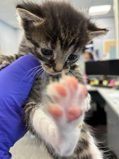 Socks - Domestic Short Hair