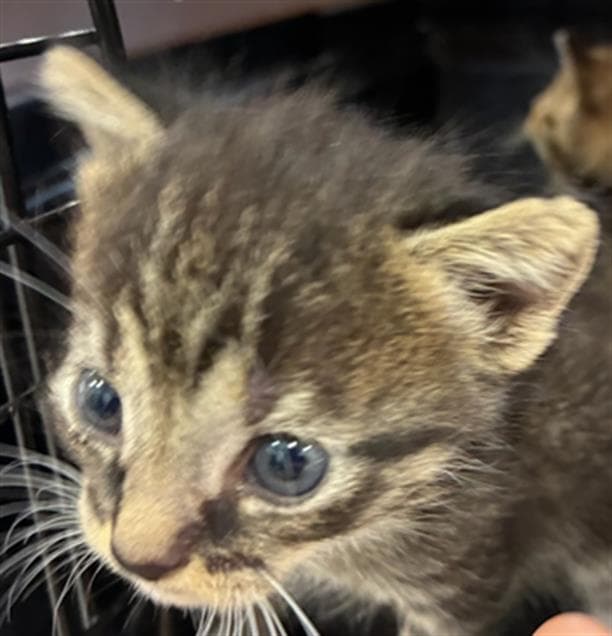 Gemini - Domestic Short Hair