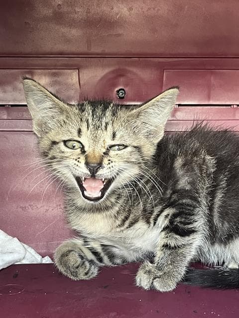 Zeus - Domestic Short Hair
