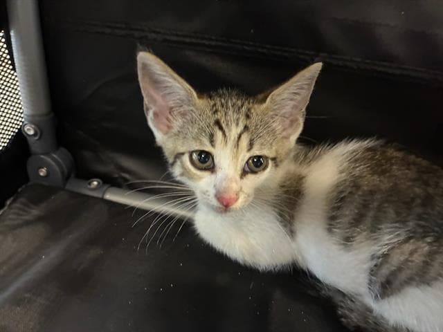 Unknown - Domestic Short Hair