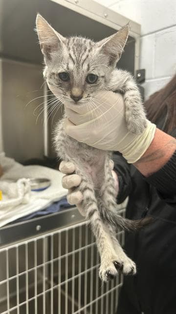 Unknown - Domestic Short Hair