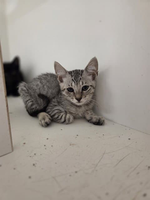 Unknown - Domestic Short Hair