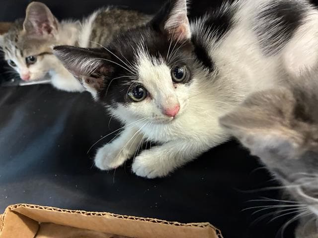 Unknown - Domestic Short Hair