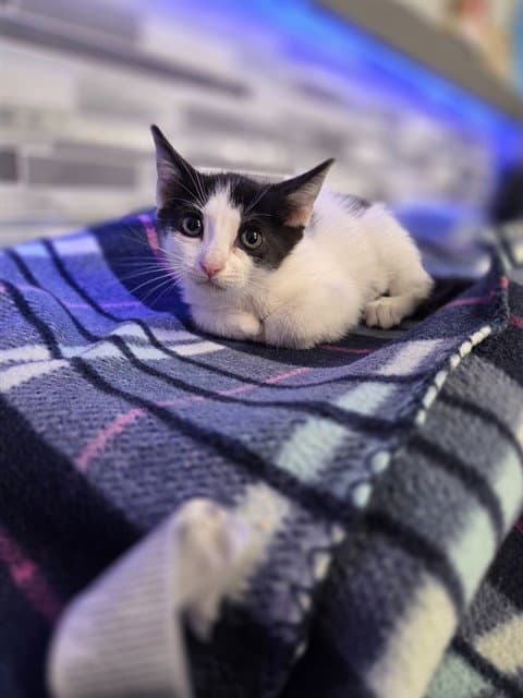 Unknown - Domestic Short Hair