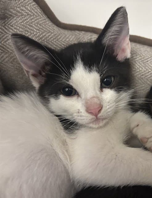 Unknown - Domestic Short Hair