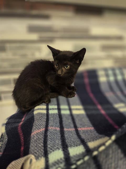 Unknown - Domestic Short Hair