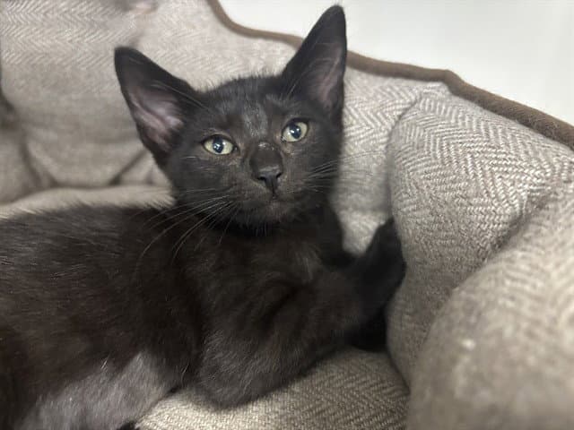 Unknown - Domestic Short Hair