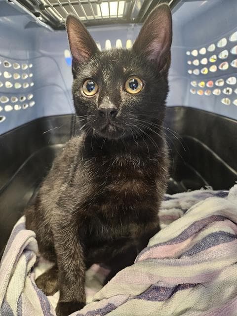 Unknown - Domestic Short Hair