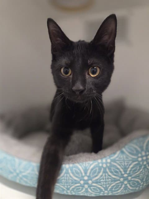 Unknown - Domestic Short Hair
