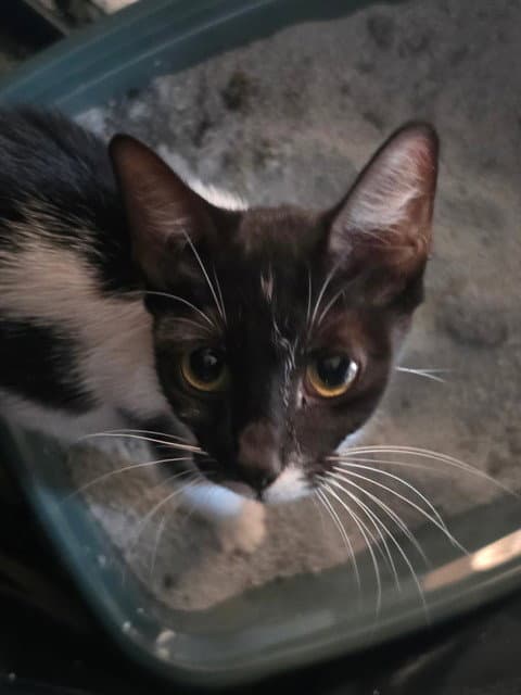 Daisy - Domestic Short Hair