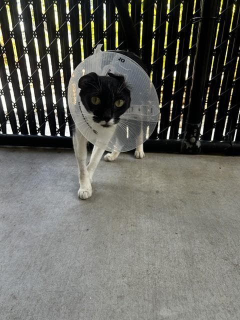 Daisy - Domestic Short Hair