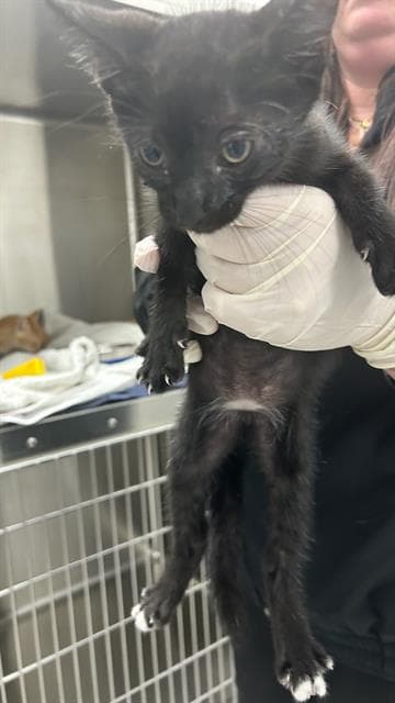 Unknown - Domestic Short Hair