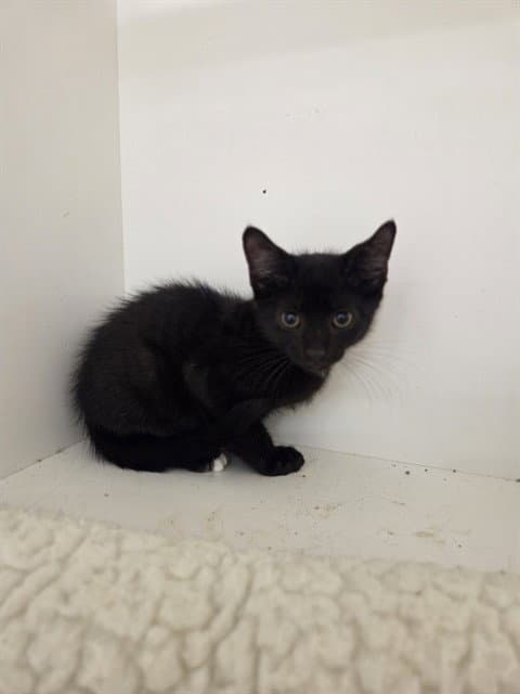 Unknown - Domestic Short Hair