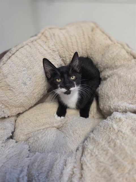 Meatball - Domestic Short Hair