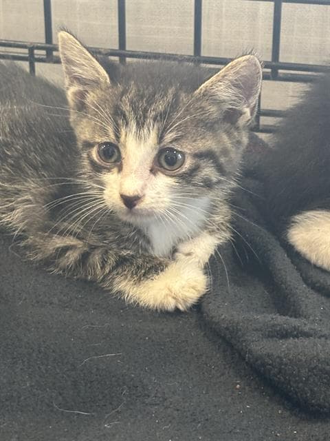 Tabby Girl - Domestic Short Hair