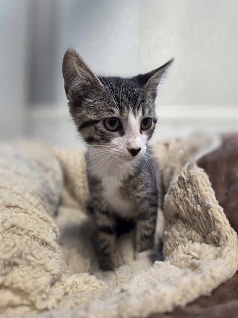 Tabby Girl - Domestic Short Hair