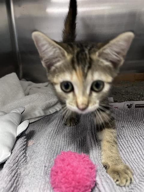 Unknown - Domestic Short Hair