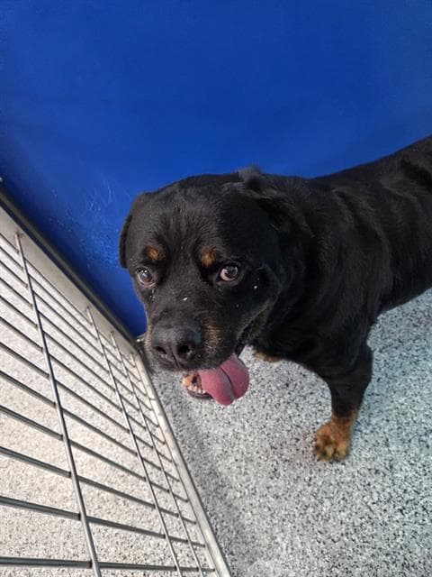 Unknown - Rottweiler