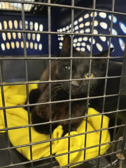 Unknown - Domestic Short Hair