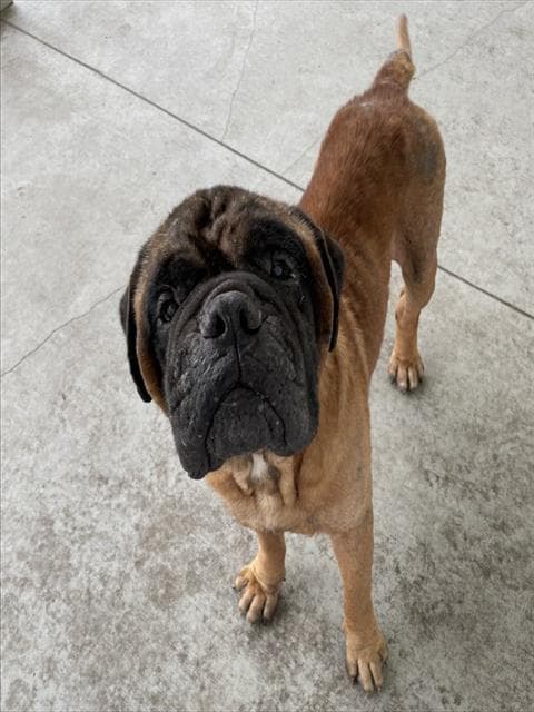 Unknown - Bullmastiff