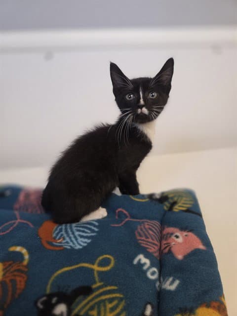 Unknown - Domestic Short Hair
