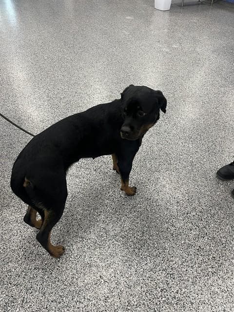 Unknown - Rottweiler