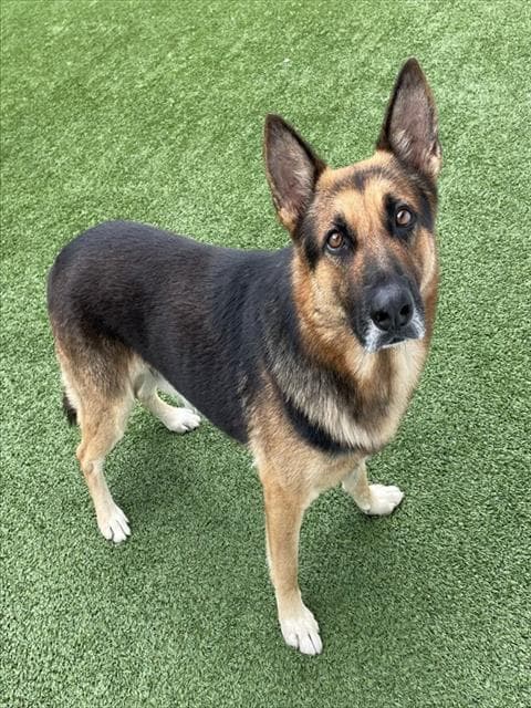 Unknown - German Shepherd Dog