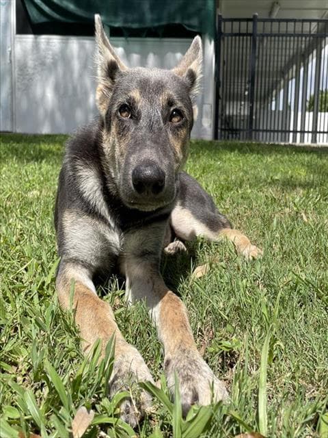 Unknown - German Shepherd Dog