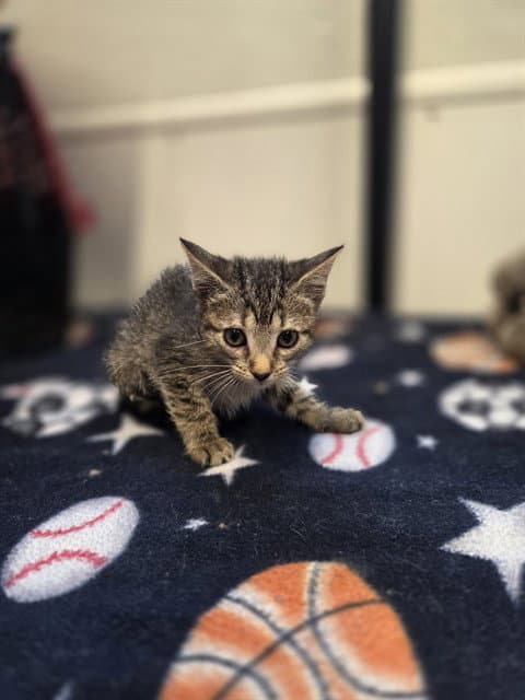 Ham - Domestic Short Hair