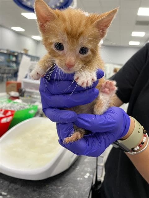 Cheese - Domestic Short Hair