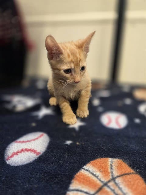 Cheese - Domestic Short Hair