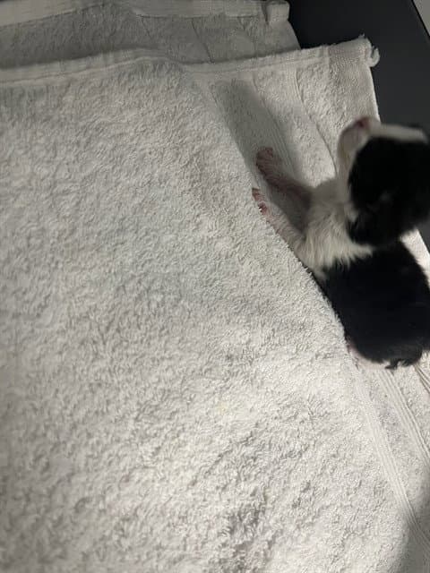 Toulouse - Domestic Short Hair