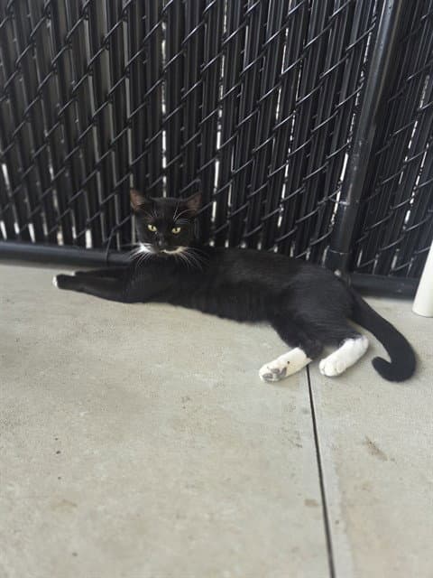 Unknown - Domestic Short Hair