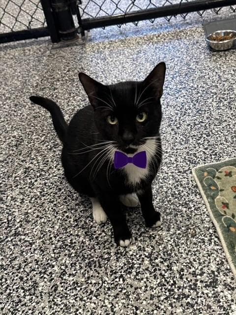 Unknown - Domestic Short Hair