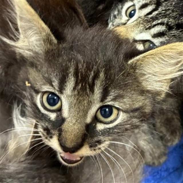 Unknown - Domestic Medium Hair