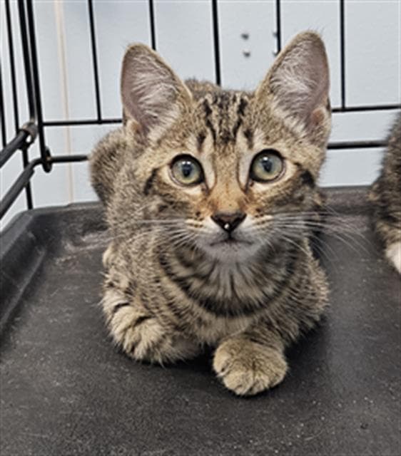 Unknown - Domestic Short Hair