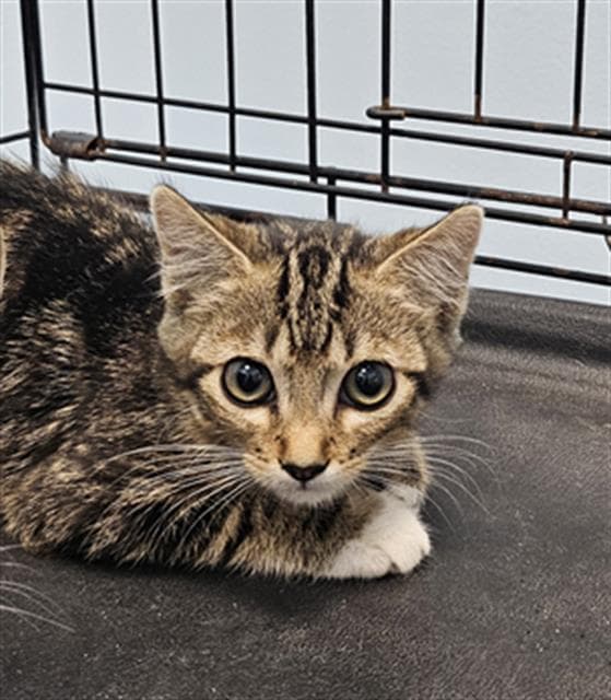 Unknown - Domestic Short Hair