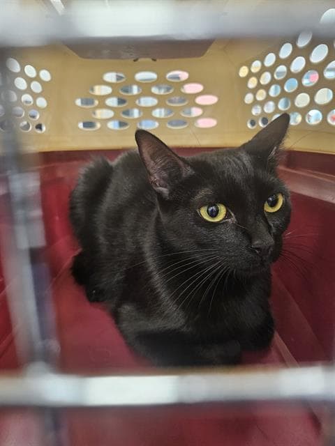 Unknown - Domestic Short Hair