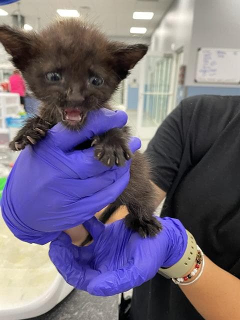 Pepperjack - Domestic Short Hair