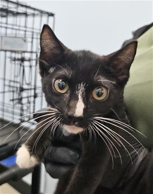 Kc - Domestic Short Hair