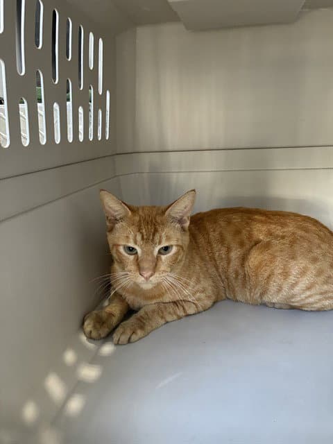 Unknown - Domestic Short Hair