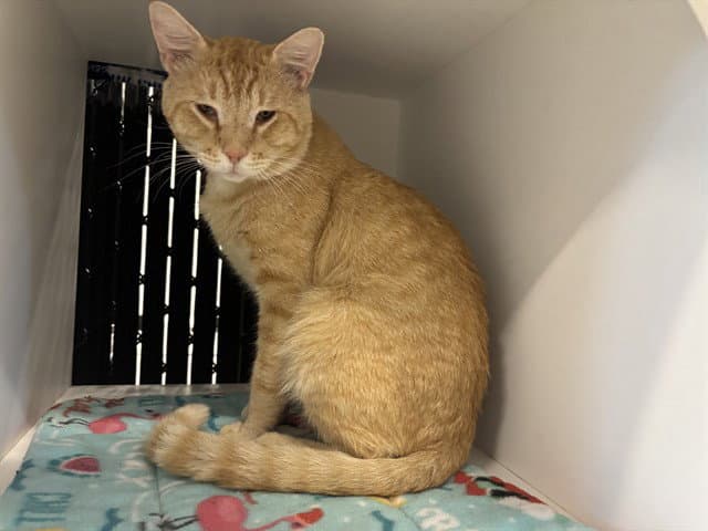 Unknown - Domestic Short Hair