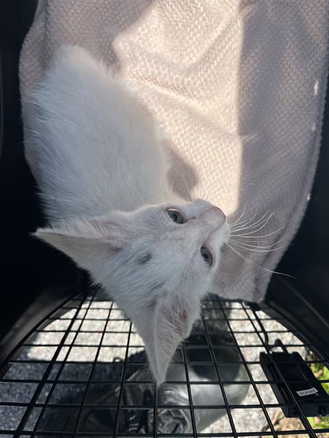 Unknown - Domestic Short Hair