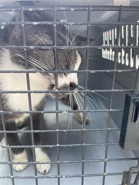 Quinn - Domestic Short Hair