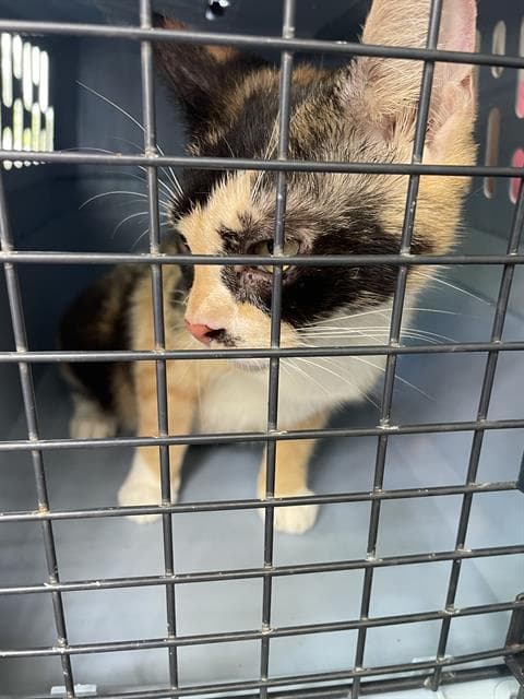 Panda - Domestic Short Hair