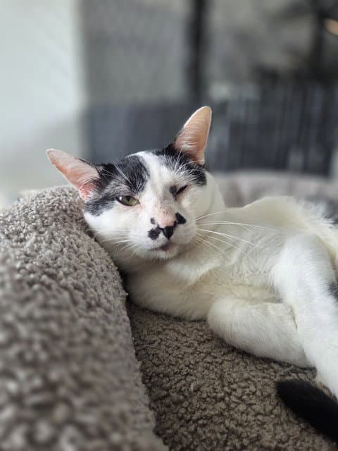 Smelly - Domestic Short Hair